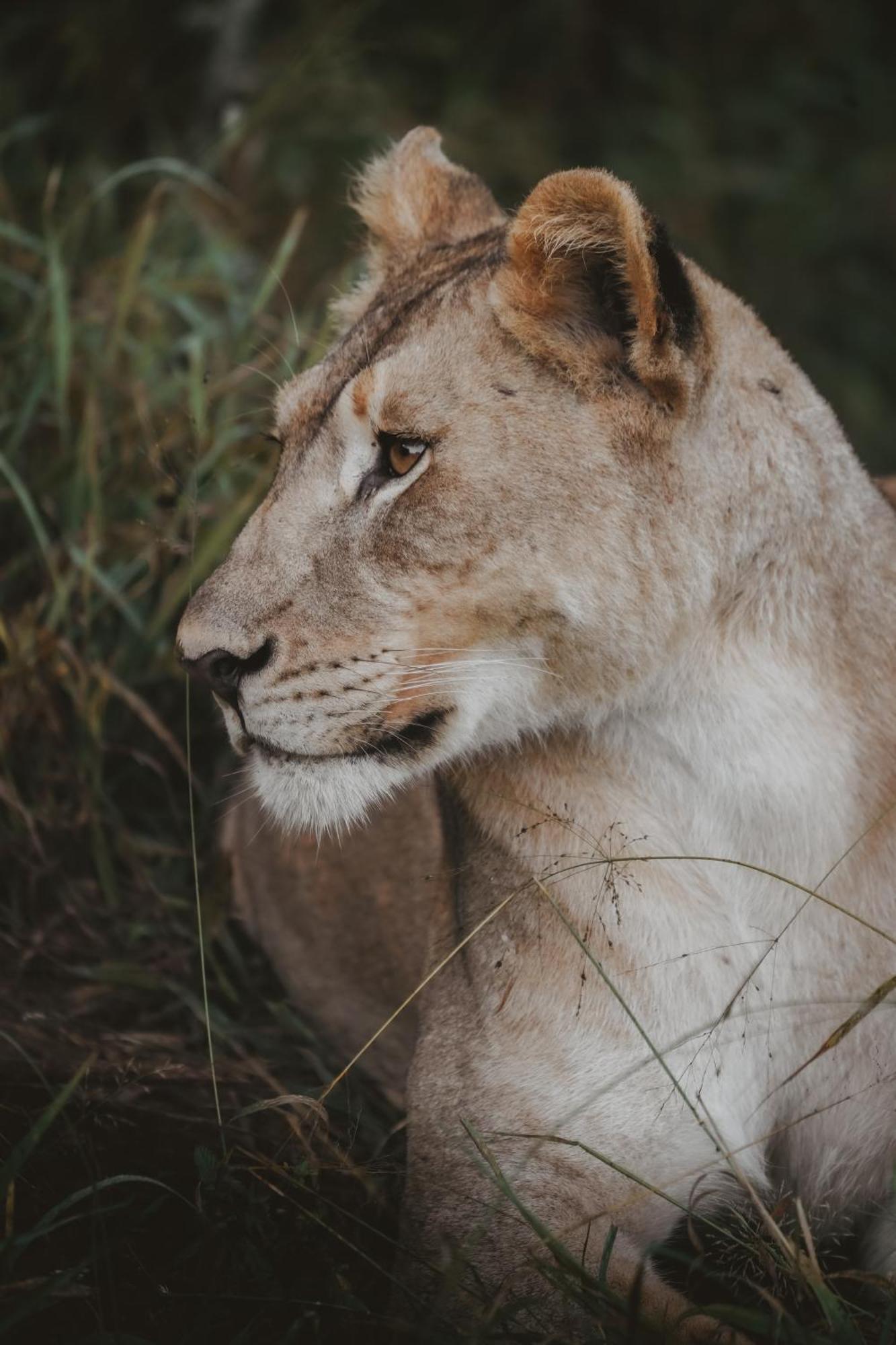 Rhino River Lodge Manyoni Private Game Reserve エクステリア 写真
